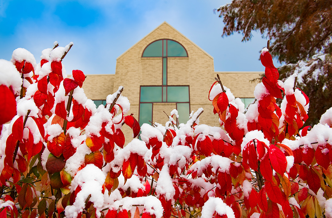 Snow on bushes in front of Cullom-Davis Library