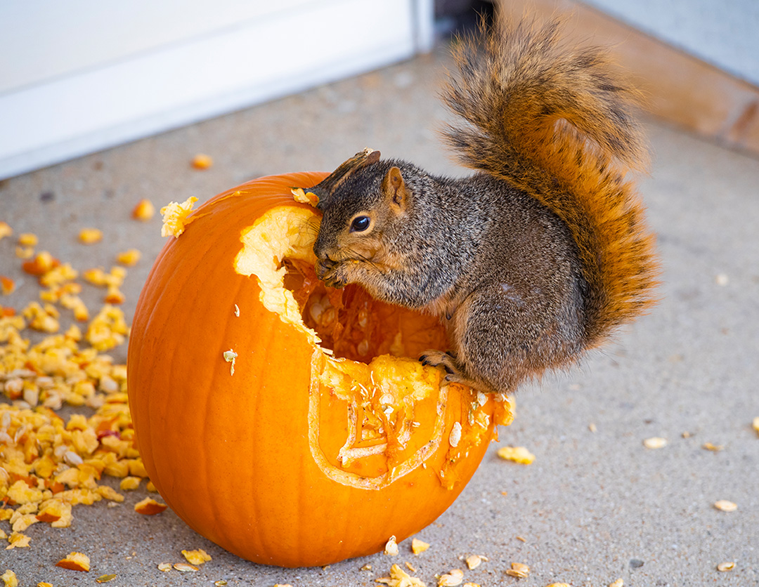 Squirrel eating a pumpkin